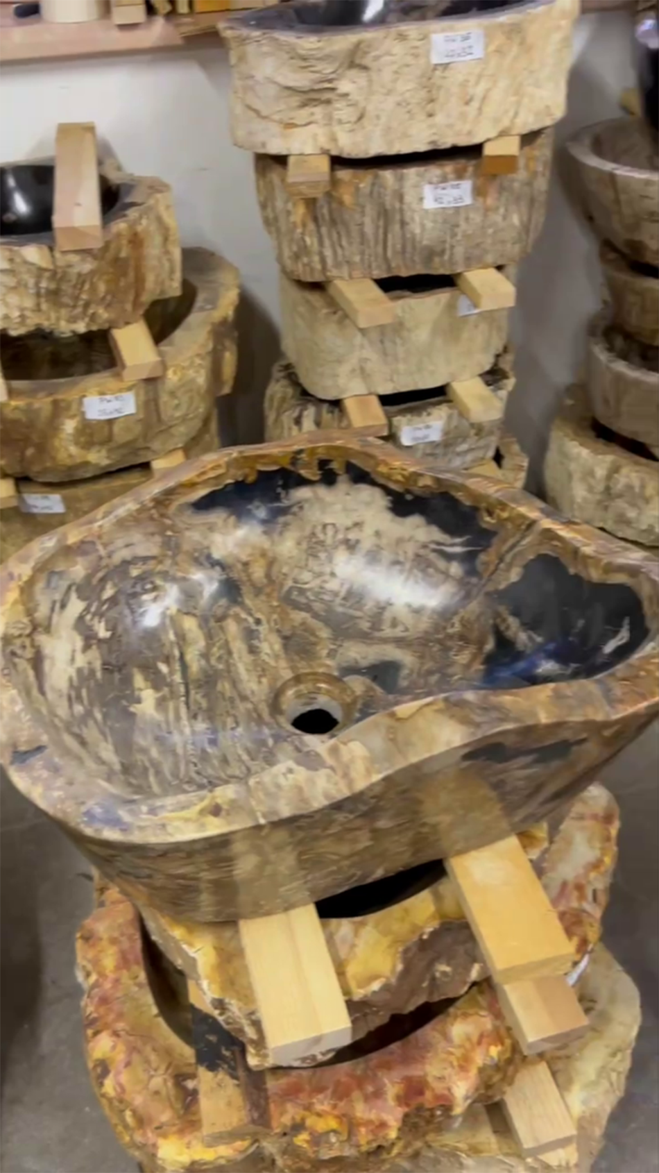 Раковины из окаменелого дерева 5